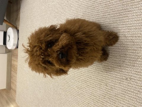 Tüm aşıları yeni bitti 6 aylık bebek yüzlü poodle