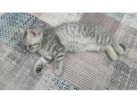 Güzellik abidesi british shorthair kedimiz