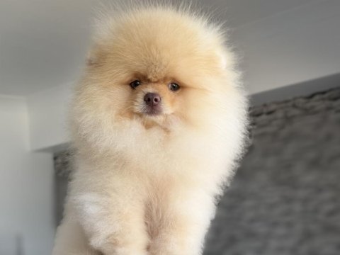 Fcı export sçr belgeli pomeranian ziyarete açık