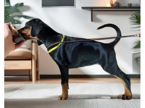 Avrupa king doberman yavruları ruhsatlı çiftlikten