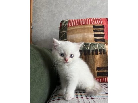 British shorthair yavrumuz ömürlük yuvasını arıyor