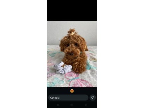 Köpeğimi bazı nedenlerden dolayı vermek zorundayım erkek