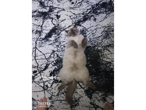 Kediler arası kavga şiddetli geçimsizlik nedeni ile