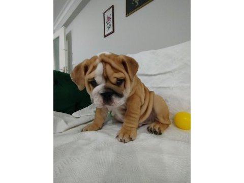 Anatomi harikası ingiliz bulldog bebekler