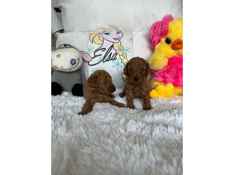 İzmir a. kalite poodle yavrular
