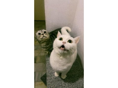 British shorthair dişi 3 yaşında