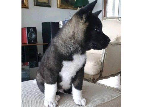 Amerikan akita yavrularımız