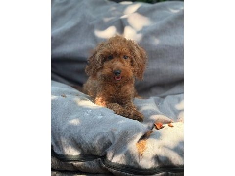2 yaş dişi toy poodle