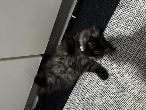 Yavru kedimiz british longhair