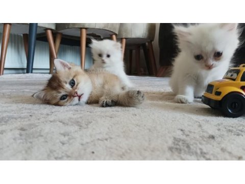 Tatlı british shorthair maviş kediler