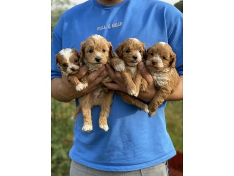 Maltipoo bebeklerim