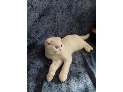 Scottish fold beyaz 3 aylık