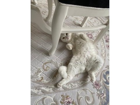 Scottish fold kızımızı sahiplendirmek zorundayız