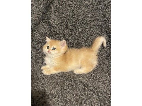 Anne baba şecereli golden ny12 safkan british shorthair