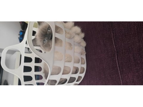 British longhair blue point cinsi 9 aylık erkek
