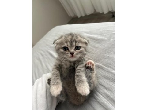 Son kalan yavru scottish fold