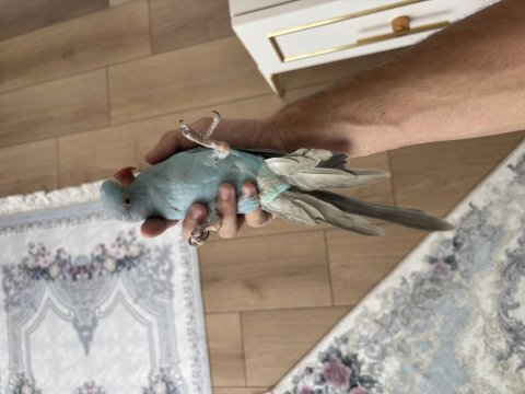 Evcil bebek pakistan papağanı