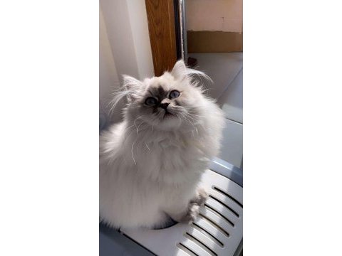 Dünya güzeli british longhair kızımız ailesini bekliyor