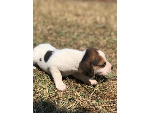 Safkan anne ve babadan beagle yavruları