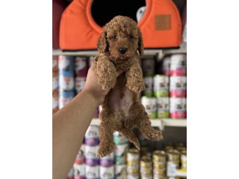 Toy poodle kore kan yavrularımız ilk aşıları yapıldı