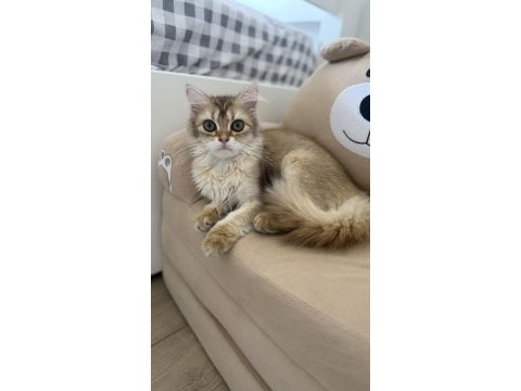 5 aylık dişi by11 semilong scr belgesi mevcut