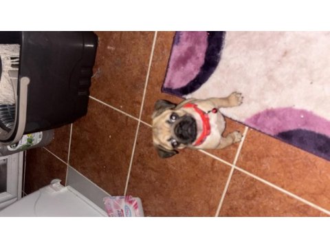 4 aylık pug yavrusu