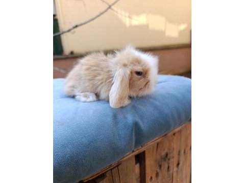 Hollanda teddy lop tavşanı yavrular 34 günlük