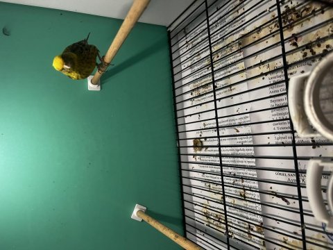 1 erkek ve 2 dişi golden lizard kanarya