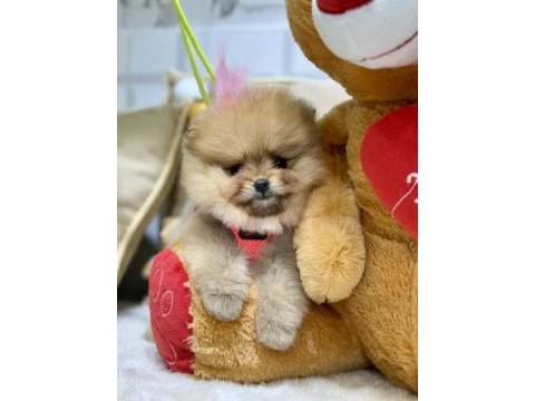Mini teacup pomeranian kızımız tam bir ayıcık