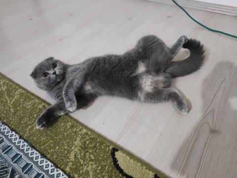 Ücretsiz scottish fold kedisi