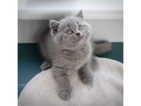 British shorthair yavruları