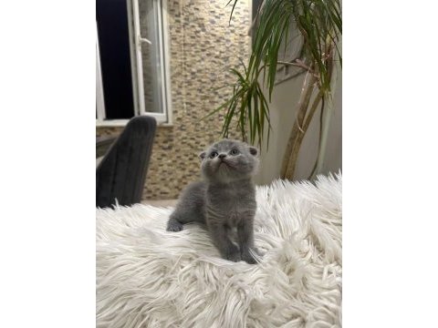 Scottish fold british shorthair ve longhair yavrular
