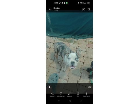 Asili karneli sağlık garantili yavrular