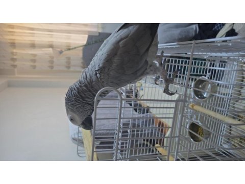 Konuşan jako papağanı full evcil sormadan geçme