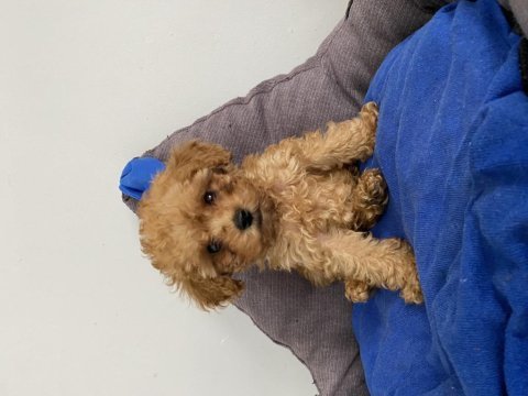 Teacup toy poodle yavrumuz yeni ailesini arıyor