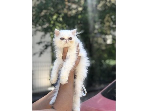 Sağlıklı iran kedisi yavrular