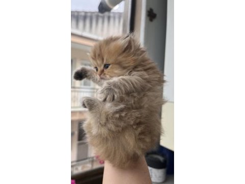British longhair golden dişi yavru kedimiz