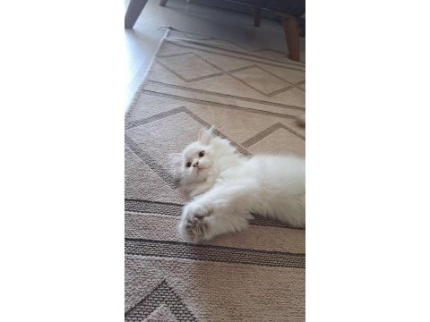 Uysal oyuncu 3 dişi ve 1 erkek british longhair yavrular