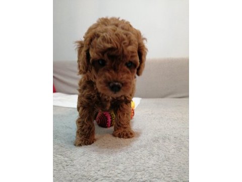 Teddy face toy poodle