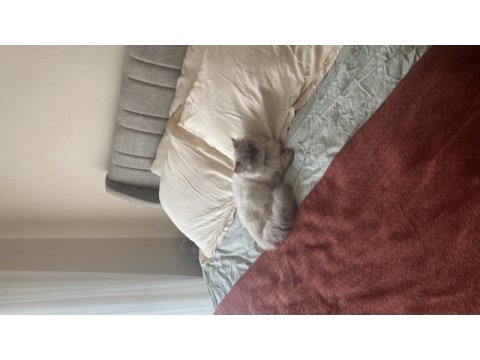 British longhair erkek