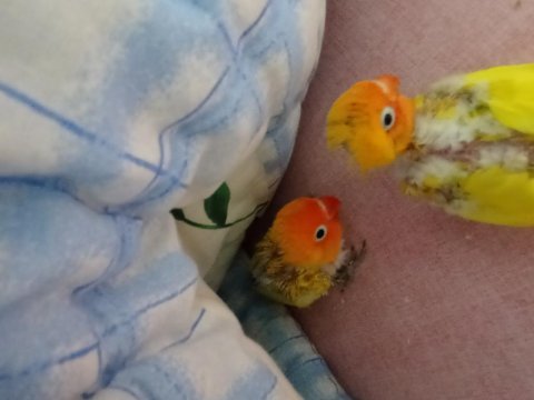 Bebek cennet papağanı
