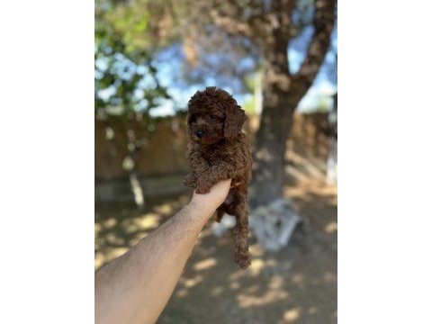 Sağlık ve ırk garantili toy poodle yavrularımız 