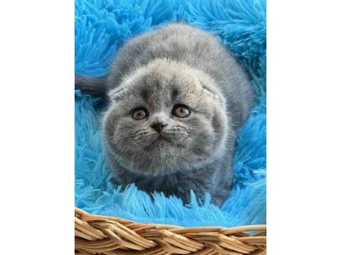 Top kafa ayı surat scottish fold bebek
