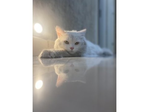 Ücretsiz sahiplendirme kedimiz