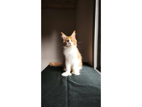 Xxl maine coon erkek tüm aşı ve belgeleri dahil şecereli