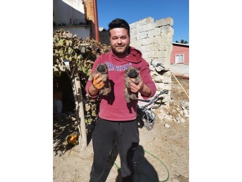 Rezerveye açık chow chow çin aslanı yavrularımız
