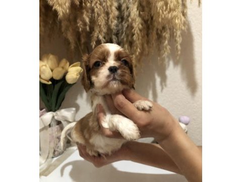 Baby face küt burun orjinal a++ kalite köpekler