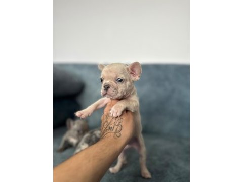 Show kalite french bulldog bebekler