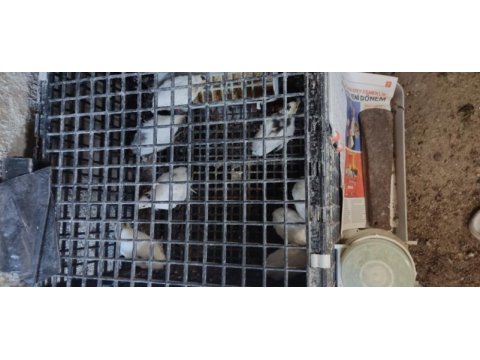 25 günlük ve 4 günlük ukrayna bıldırcın bulunur