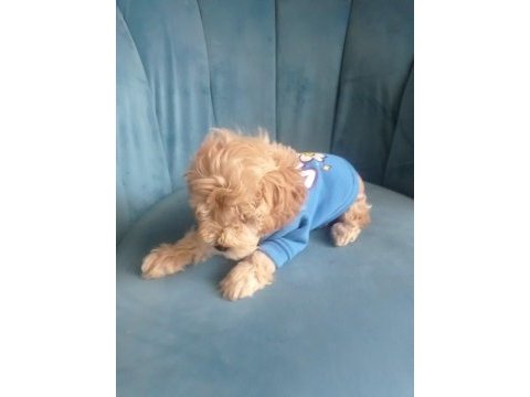 Erkek tuvalet eğitimli maltipoo